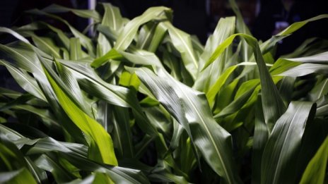 Въглеродното земеделие е начин за постигането на екологичните цели на ЕС