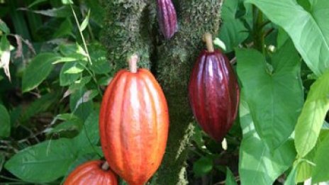 Научно откритие ще спаси шоколадовата индустрия