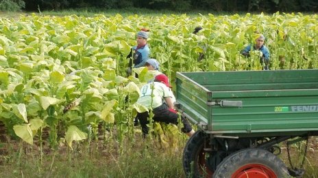 Улеснява се сключването на еднодневни трудови договори в земеделието