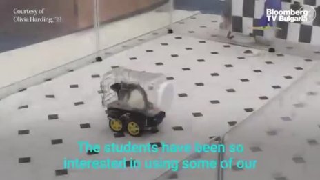 Мишките вече могат да карат кола