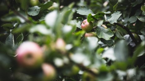 Държавен фонд „Земеделие” е изплатил 365 млн. лв. за 2016 г. 