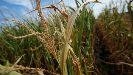 Експерт: Природните катаклизми повишават земеделските разходи