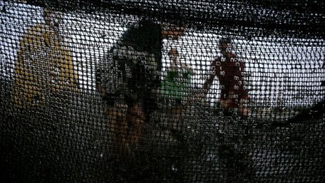 Има риск акулата в Черно море да изчезне