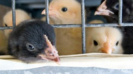 ЕК готви премахване на клетъчното отглеждане на животни до 2027 г.