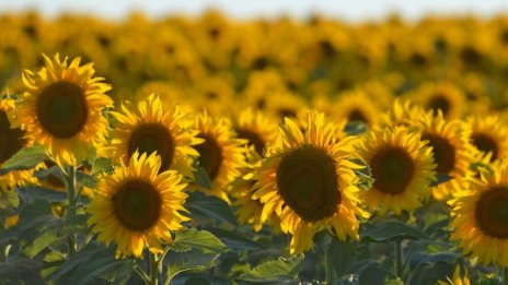 Очаква се добра реколта от слънчоглед и царевица в България