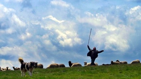 Пада териториалното ограничение за директни доставки на овче сирене