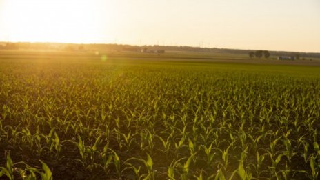 Ураганът "Айда" увеличава цената и на американската пшеница