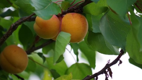 Фермери получиха близо 1 млн. лева държавна помощ за застраховане на продукция