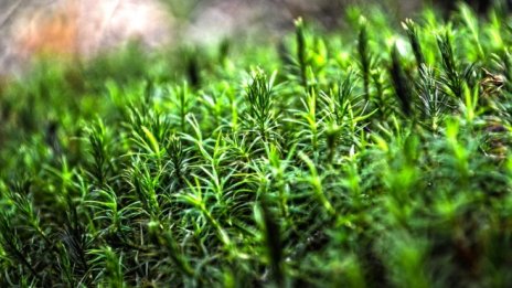 Облекчена е процедурата за сечи в съхнещите заради корояд гори в Родопите