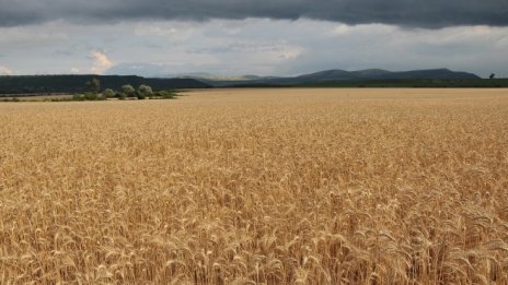 Експерти очакват в Добричко добивът на пшеница да е около 450 кг от декар