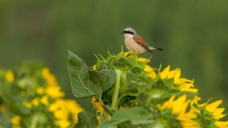 Катерина Раковска: Законът за биоразнообразието трябва да се промени