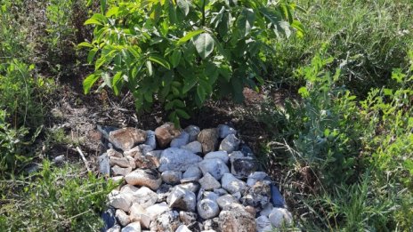 Фермер успешно тества алтернативно напояване на овощни дървета