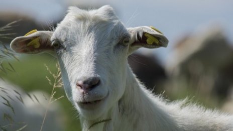 Земеделците оценяват като добра мярката за инвестиции в биосигурността