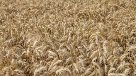 Пшеницата поскъпва до 5-месечен връх