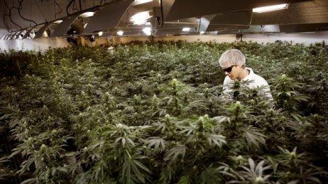 Данъчните приходи от марихуана в Калифорния растат, но все още са далеч от целта