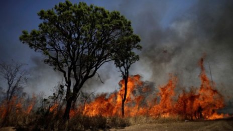 Какво разпалва пожарите в джунглите на Амазония?