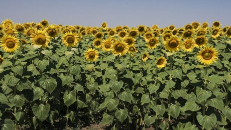 Румъния иска да запълни земеделския вакуум, оставен от войната 