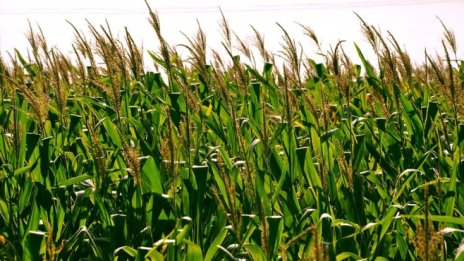 Март донесе повишение за зърнените контракти по световните борси