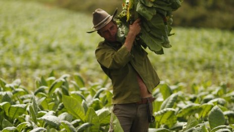 Водещи световни специалисти: Производството на тютюн не може да се увеличава