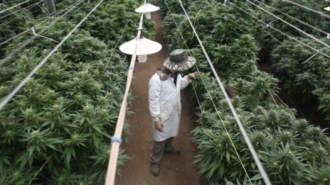 Белгийските социалисти предлагат държавата да отглежда и продава канабис