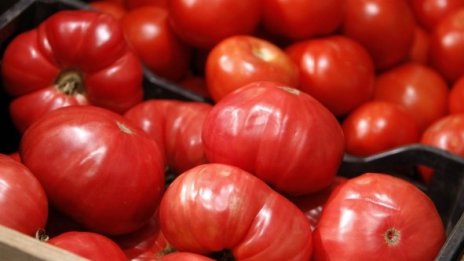 Цените на едро на зеленчуците се понижават