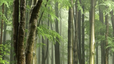 Над 43 хил. проверки са проведени в горите за два месеца