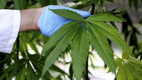 Кристофър Интън: Индустрията с канабис набира все по-сериозна популярност в САЩ