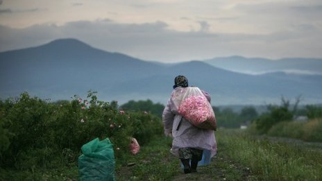Еднодневните договори в земеделието ще са за 4 или 8 часа труд