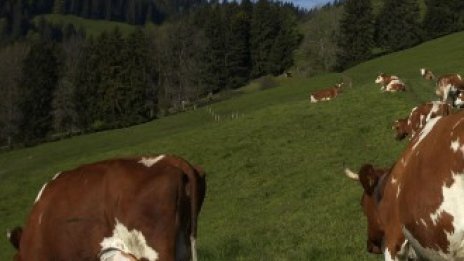 Млечните стопанства в България са неефективни според анализ на Евростат