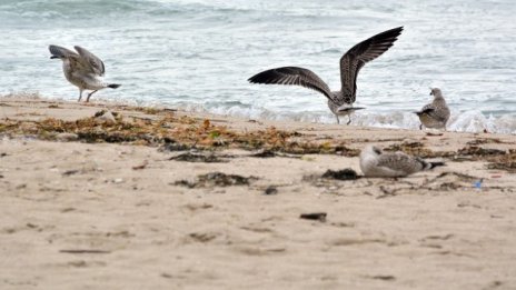 Плажът "Кабакум" ще има нов стопанин през септември