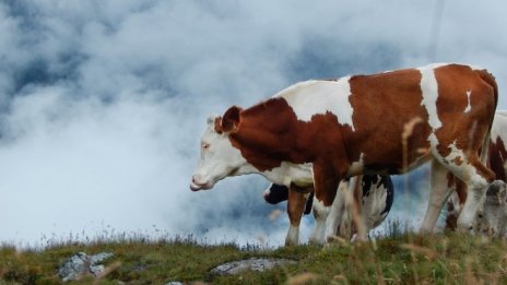 Фермерите в Европа не могат да изчислят последиците от сушата