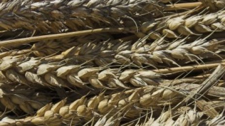 Русия очаква зърнена реколта от 85 млн. тона и износ от 15 млн. тона