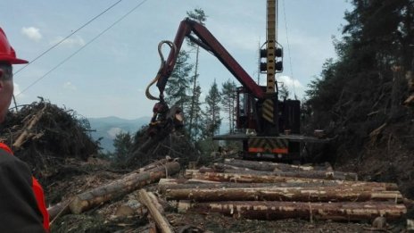 Усиленият добив в изсъхналите гори понижи цената на технологичната дървесина