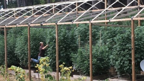 Гърция се обръща към медицинския канабис, за да подкрепи икономиката си