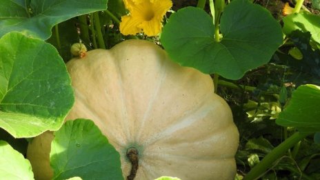 Доходите на фермерите в България намаляват с 16% през 2016 г.