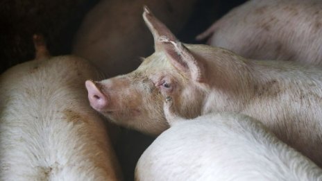 Най-големият производител на свинско месо в света ограничава допълнително емисиите