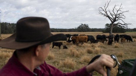 Месото се превръща в двигател на глобалната инфлация при храните
