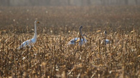 Сушата в Германия донесе загуби за фермерите от над 1 млрд. евро