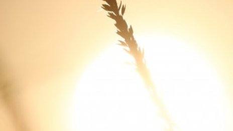 Украйна изнесе първото си зърно с влак за Европа