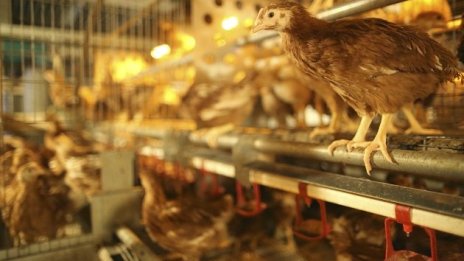 Ще повлияе ли поевтиняването на фуражите на цените на птичето месо?