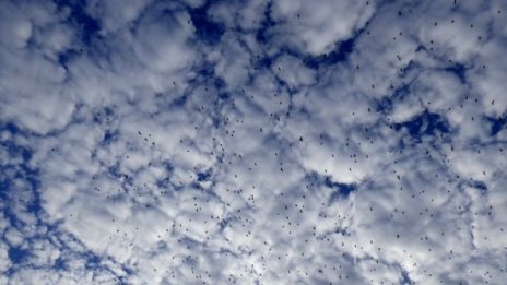 И агроминистерството въвежда минимални изисквания към дървесината за отопление