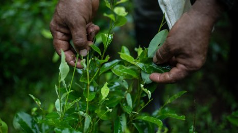 Отглеждането на кока в Колумбия с нов рекорд през 2022 г.