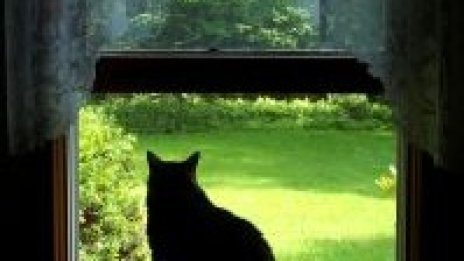 Аристо-котешки хотел