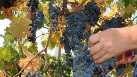 Гроздовата кампания започва с 20% скок в изкупните цени
