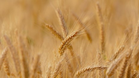 Експерт: Необходимо е по-сериозно проучване на пазара на биопродукти