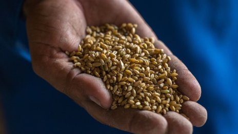 Пшеницата у нас е поскъпнала с 66% спрямо лятото на 2021 година