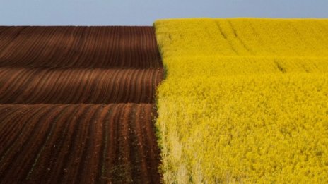 Цените на зърното по световните борсови пазари се раздвижиха