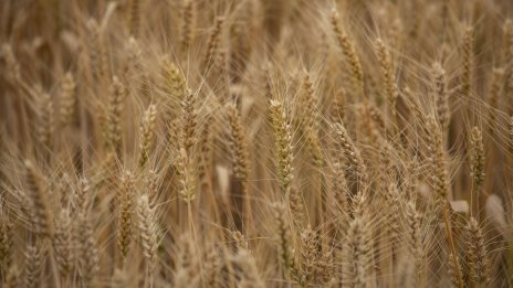 ООН предлага на Путин удължаване на зърнената сделка срещу достъп до SWIFT