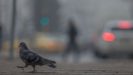 Европейската партия "Волт" поиска забрана на дизеловите автомобили*