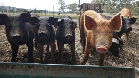 Влизат в сила по-строги изисквания за отглеждане на свине във фермите